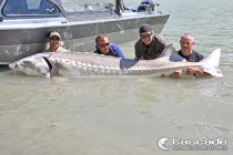 10 foot 700 pound sturgeon in the Fraser river