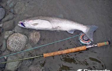 A Gorgeous Steelhead and what a fighter