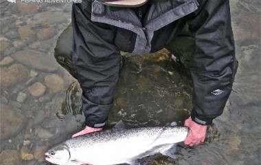 A perfect steelhead caught on the river