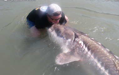 Gentle Releasing of a White Sturgeon BC