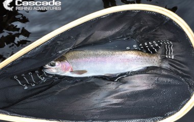 Netted a beautiful rainbow trout locally in BC