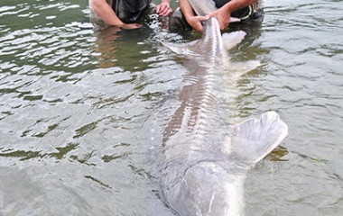 Photo of a Large Fraser River Sturgeon