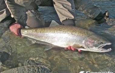 Releasing this huge steelhead back into the river