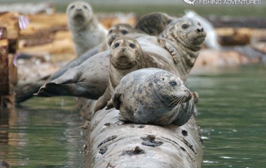 Seals basking in the sun