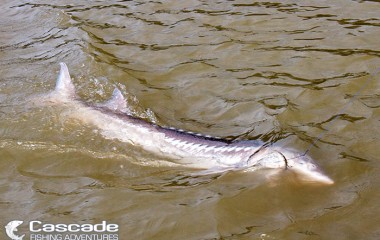 Sturgeon coming towards our boat