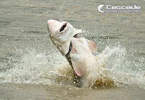 White Sturgeon Hooked and Fighting