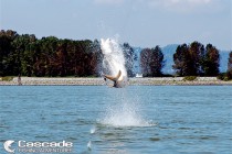 White Sturgeon Jumping out of the Fraser River