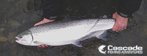 Cascade Steelhead Fishing Image