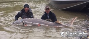CEJ and Colin with a nice 81" 190lb Fraser River Sturgeon