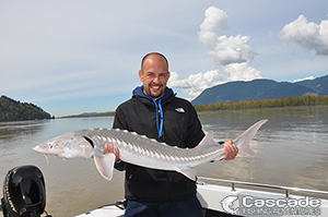 Early Spring Fraser River Sturgeon