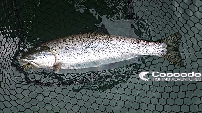 Trout and Char in the Fraser Valley - Cascade Fishing Adventures