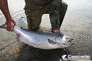 Fraser river chinook salmon