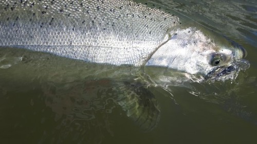 Fraser river fall chinook