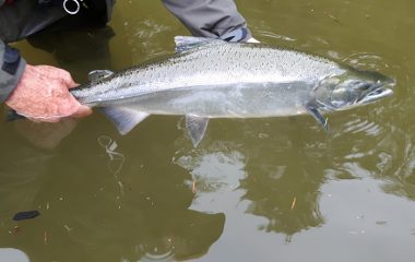 Gently Releasing a Coho Salmon