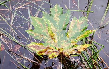 Maple Leaf in The Water