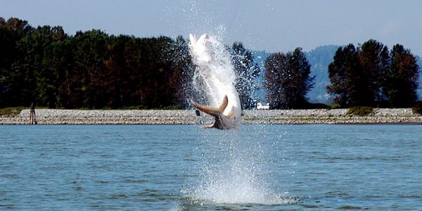 Cascade Fishing - Catching Sturgeon