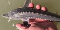 Sturgeon Tagging