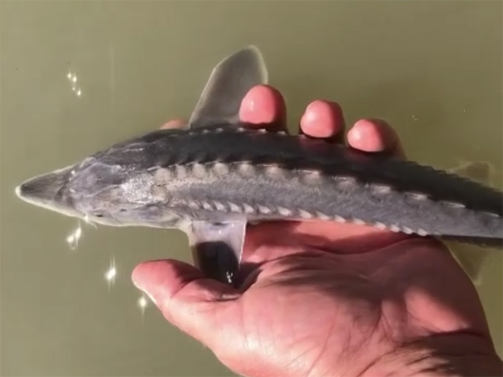 Circle hook or J-hook - Sturgeon Fishing