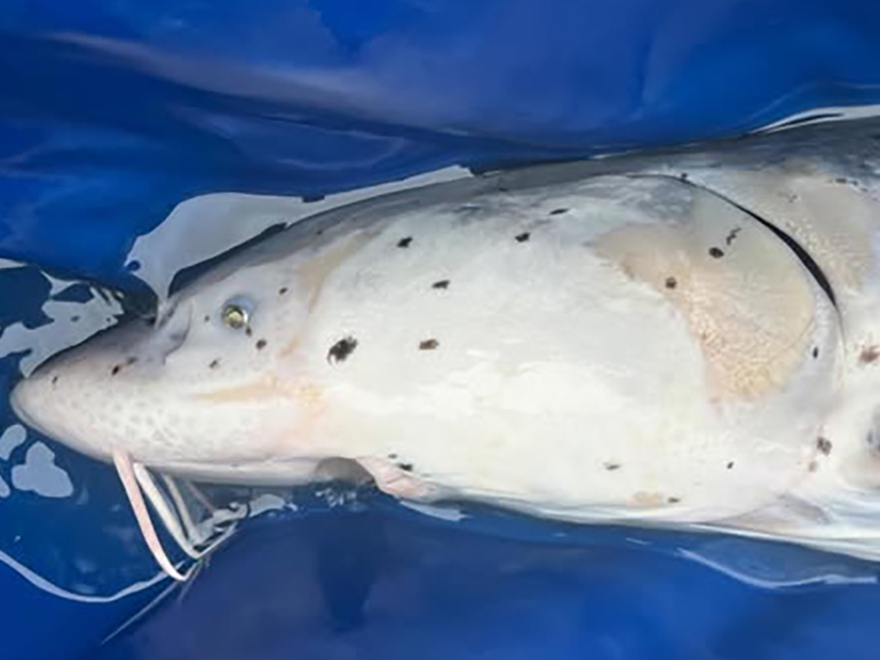 Sturgeon with parasitic fluke - neascus Sturgeon with parasitic fluke - neascus
