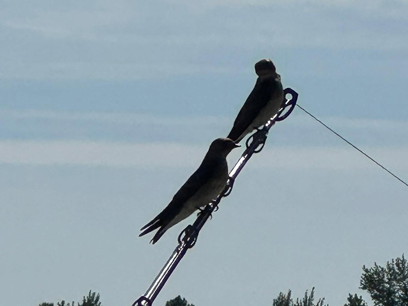 Swallows on the end of my fishing rod Swallows on the end of my fishing rod