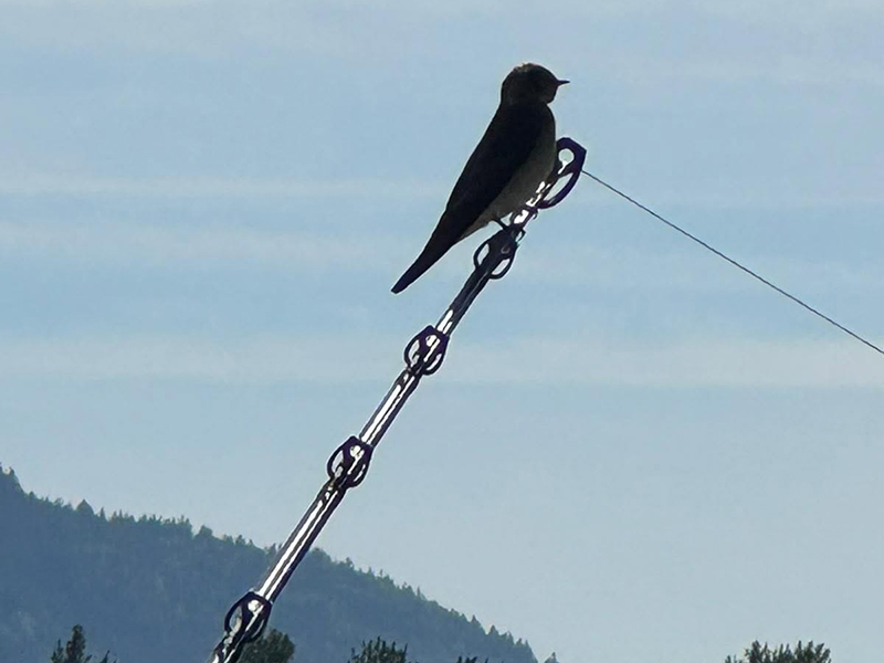 Swallows on the end of my fishing rod Swallows on the end of my fishing rod