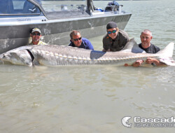 10 foot 700 pound sturgeon in the Fraser river