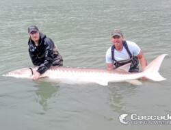 400 pound Fraser river Sturgeon with Marc