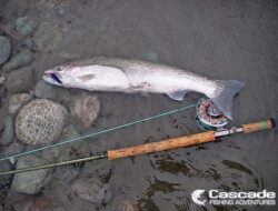 A Gorgeous Steelhead and what a fighter