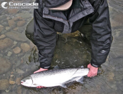 A perfect steelhead caught on the river