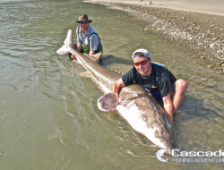 Another monster sturgeon caught by Cascade Fishing