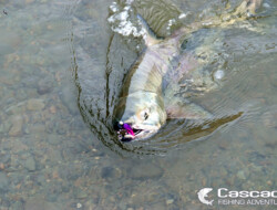 Big Chum Salmon Coming to Shore