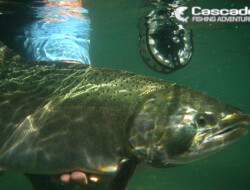 Big coho salmon released underwater