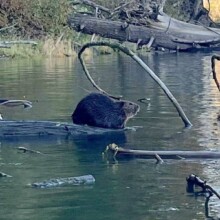 Cascade Fishing Adventures 2024 - Beaver
