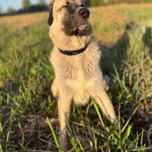 Cascade Fishing Adventures 2024 - Dog