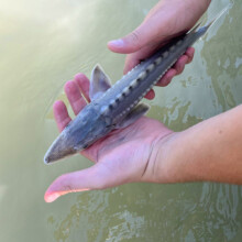 Cascade Fishing Adventures 2024 - Juvenile Sturgeon