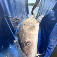 Cascade Fishing Adventures 2024 - Sturgeon