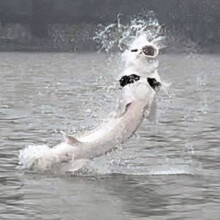 Cascade Fishing Adventures 2024 - Sturgeon Jumping