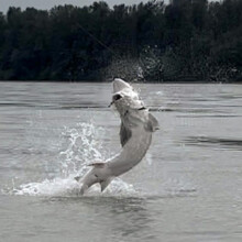 Cascade Fishing Adventures 2024 - Sturgeon Jumping