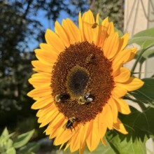 Cascade Fishing Adventures 2024 - Sunflower