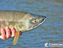 Chum salmon caught in the Fraser River