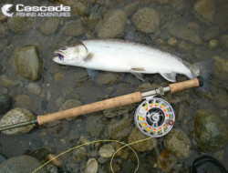 Fly Fishing For Dolly Varden Trout in BC