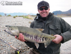 Fly fishing chum salmon in river