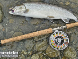 Fly fishing gear to catch trout
