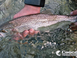 Letting this trout go back into the river
