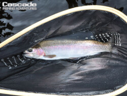 Netted a beautiful rainbow trout locally in BC