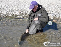 Releasing a chum salmon caught fly fishing