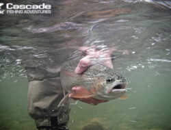 Releasing a rainbow trout filmed under water