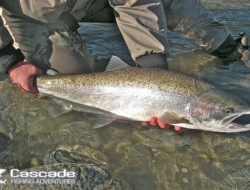 Releasing a steelhead back into the river