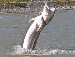 Sturgeon jumping out of the Fraser river
