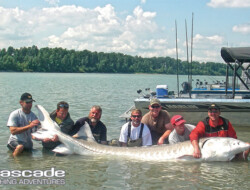 The biggest sturgeon yet 900lbs and 11ft 3 inches